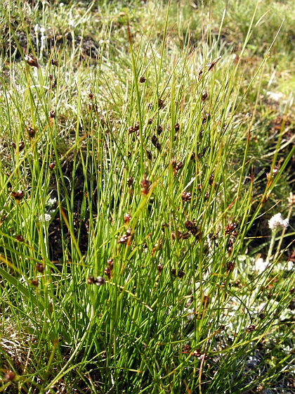 Juncus trifidus s.l.